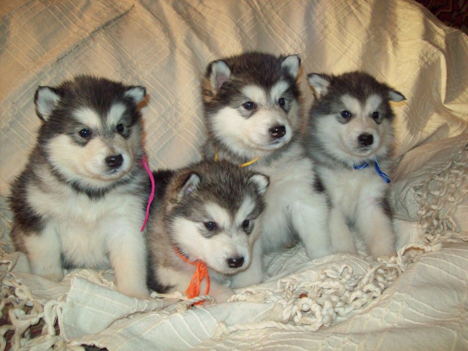 Хитрый хаски