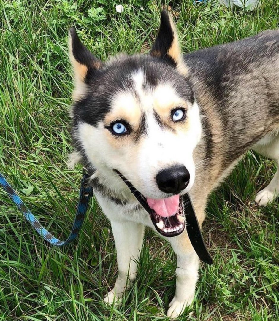 Хаски с дворнягой