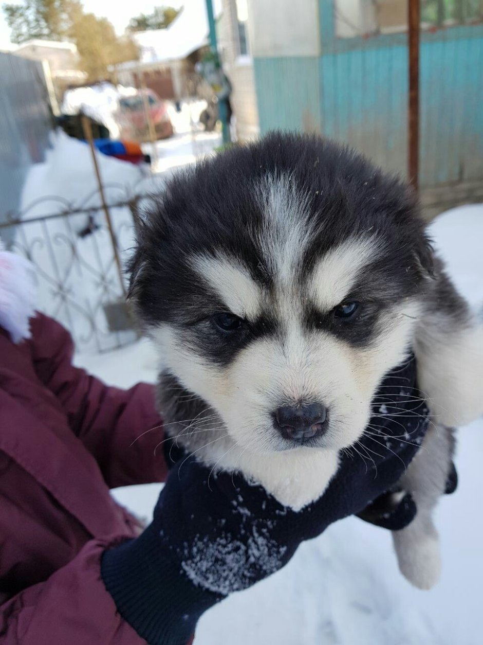 Помесь хаски и лайки щенки