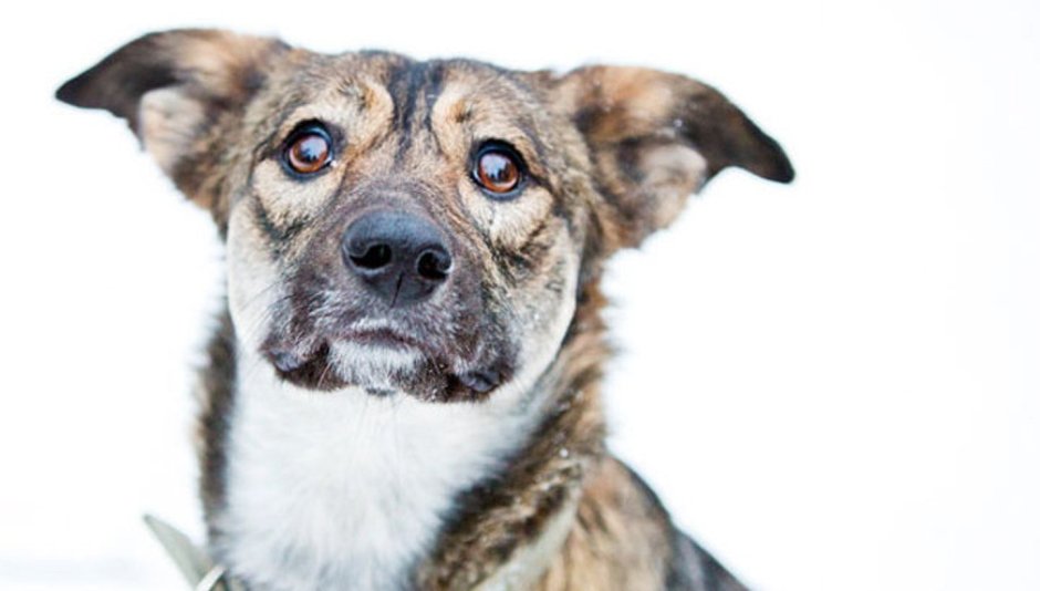 Разноглазый маламут