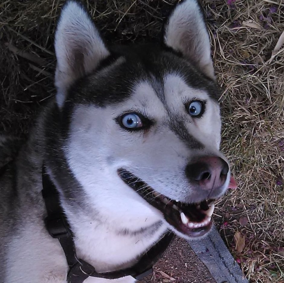 Сибирский хаски смешные