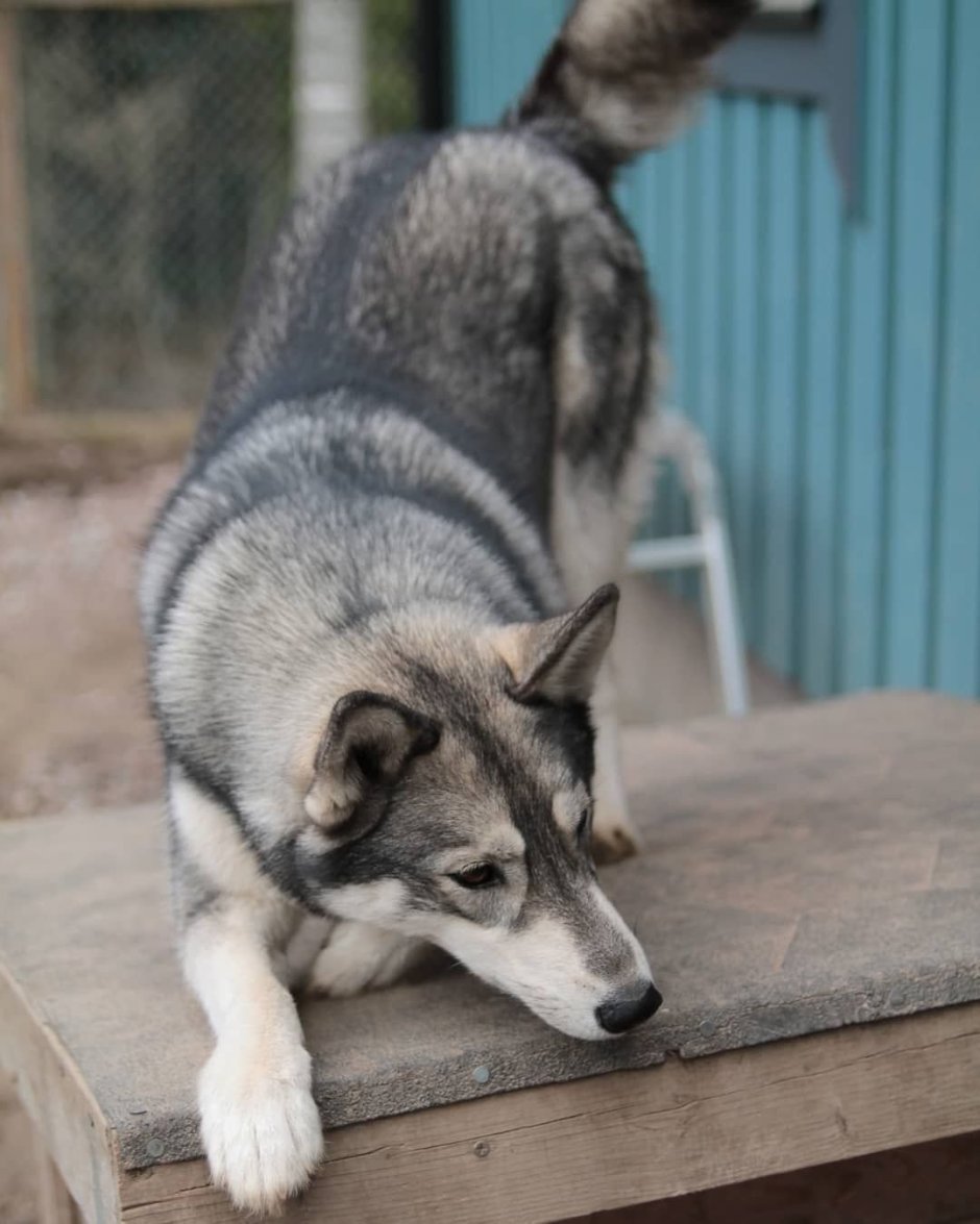 Морда дворняги