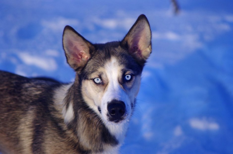 Нелепые окрасы хаски