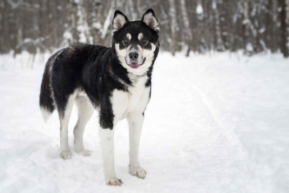 Помесь хаски и дворняги