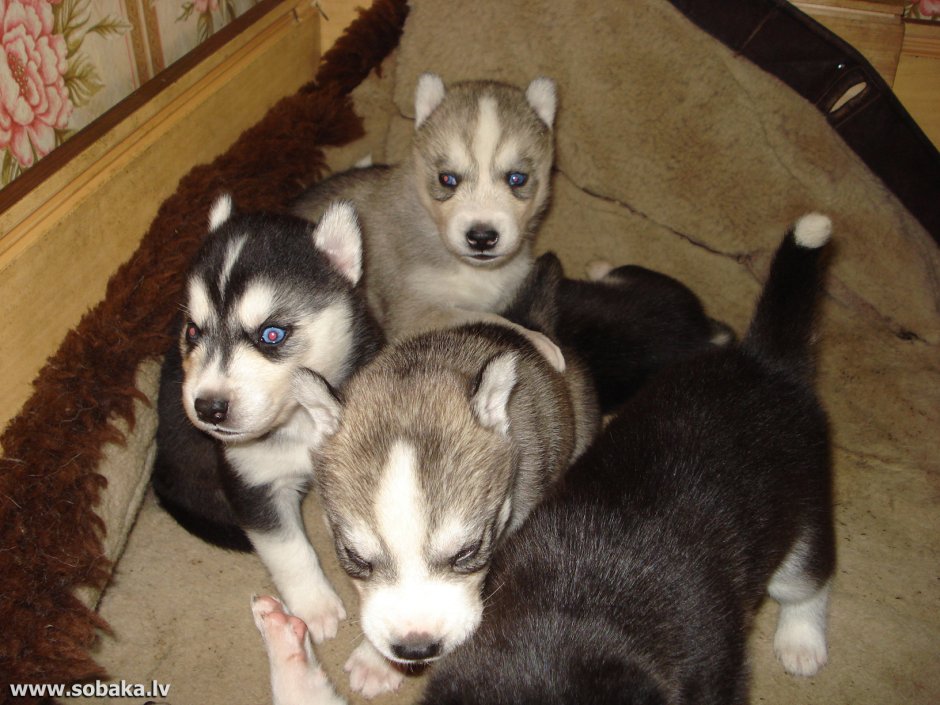 Хаски с дворнягой