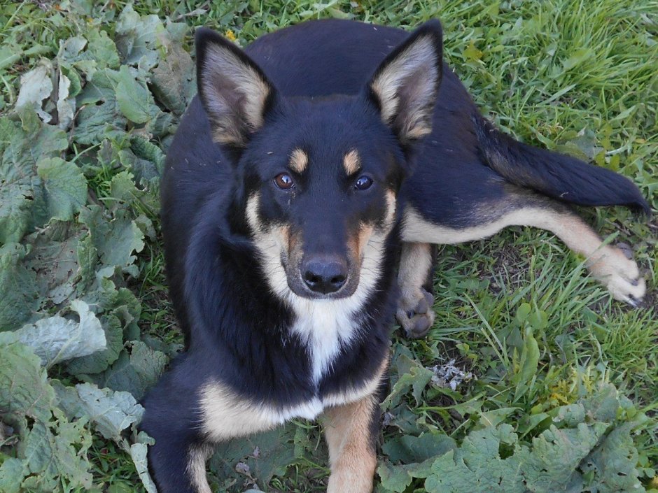 Помесь маламута и алабая