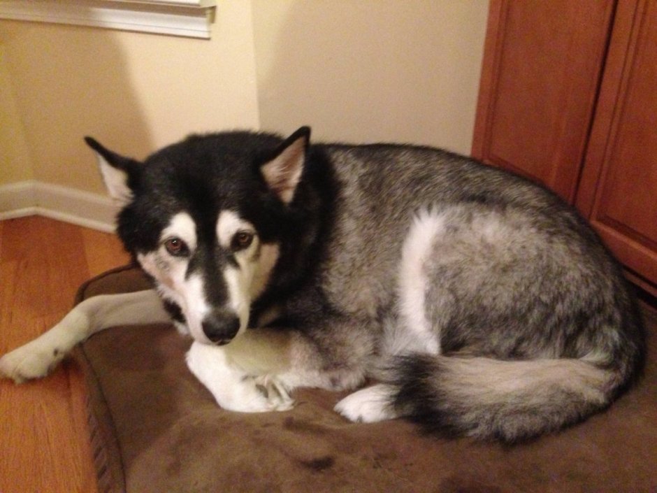 Помесь лайки и овчарки