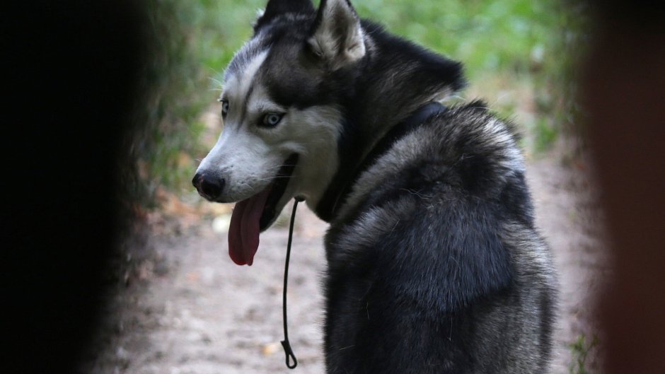 Померанский хаски