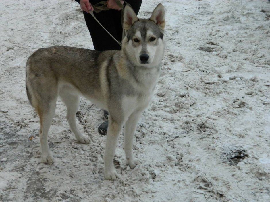 Внешность метисы лайки и дворняги