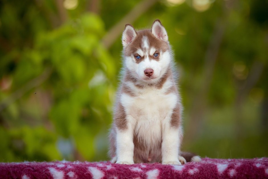 Метис вельш корги