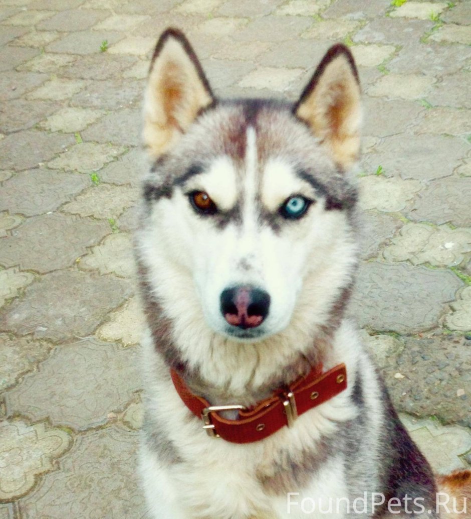 Метис хаски и алабая