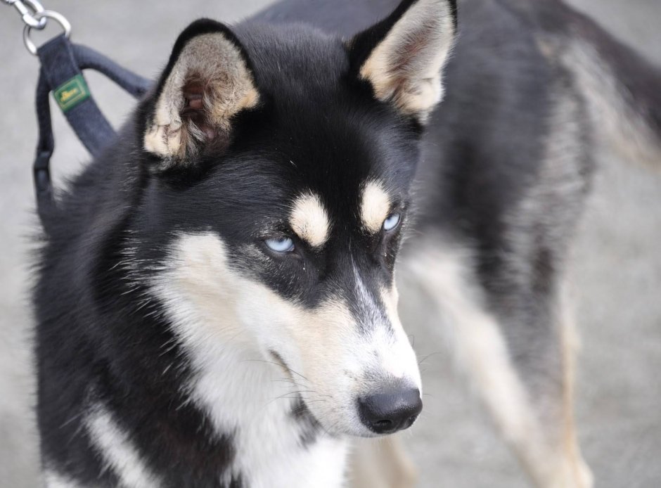 Смесь хаски и дворняжки