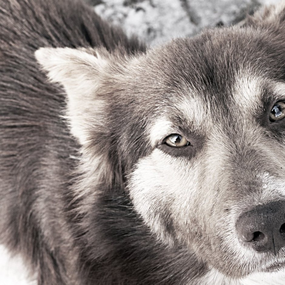 Маленькая овчарка