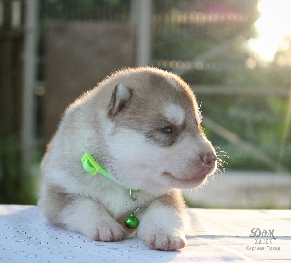 Морда дворняги