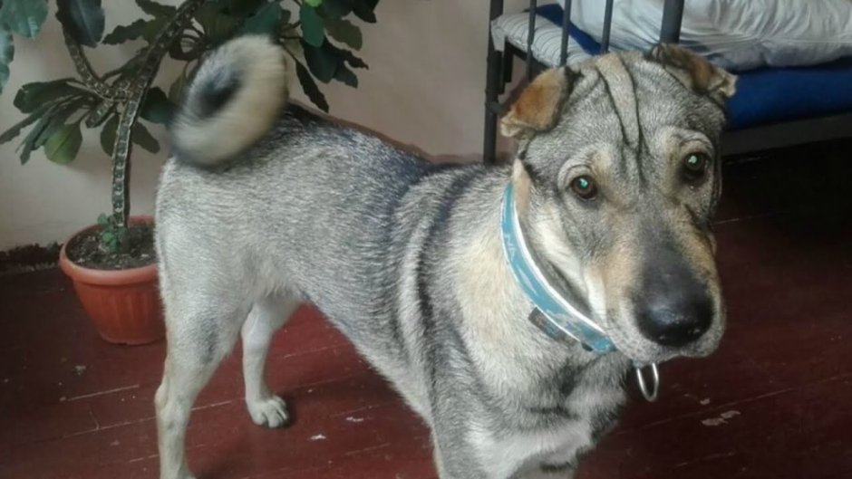 Хитрая собака