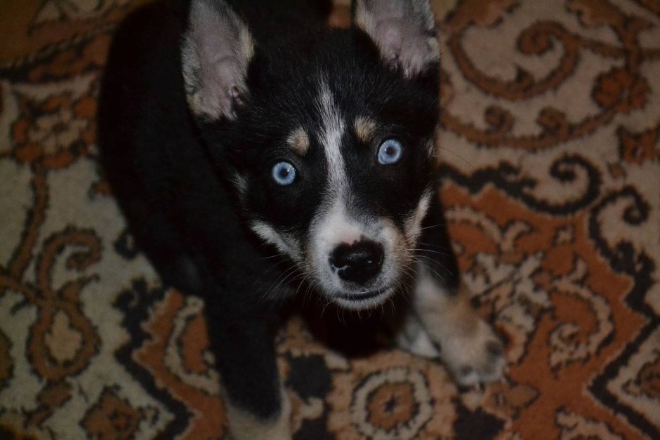 Щенки хаски и дворняги