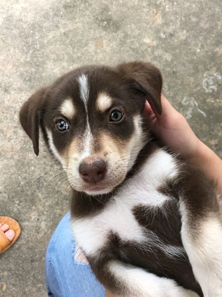 Морда собаки