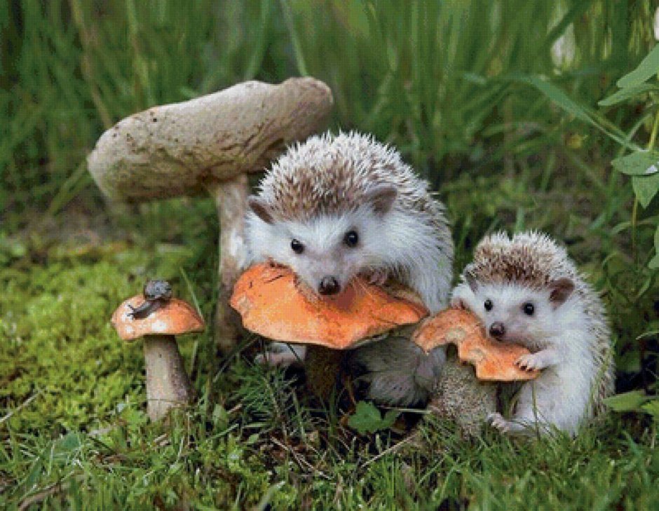 Еж ежиха и ежонок