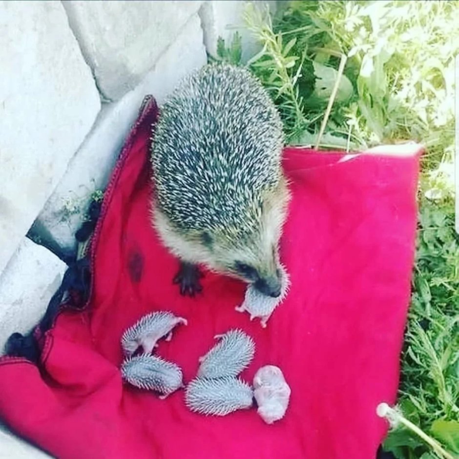 Еж ежонок ежата
