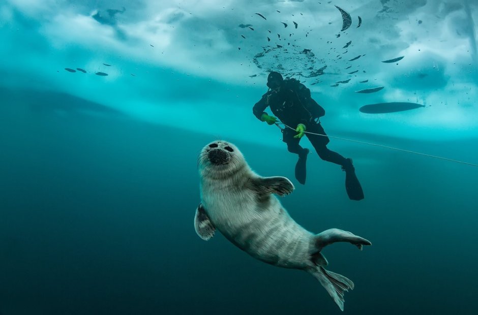 Байкальская Нерпа под водой