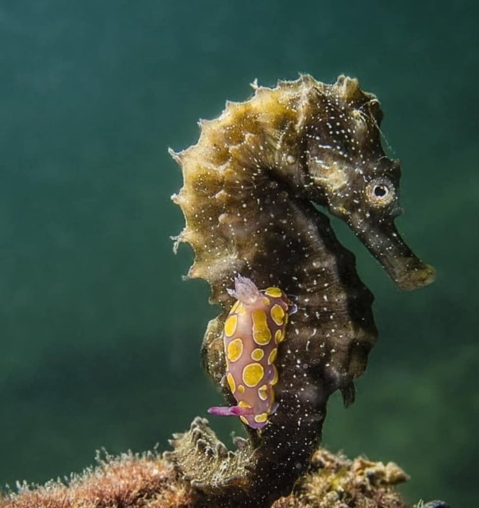 Подводный мир морской конек