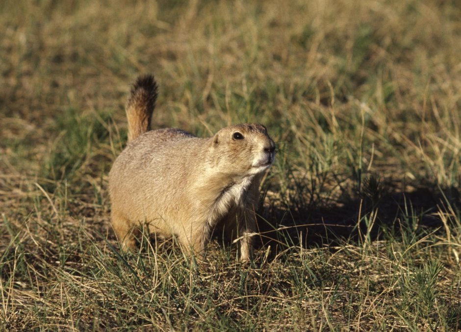 Луговые собачки Cynomys