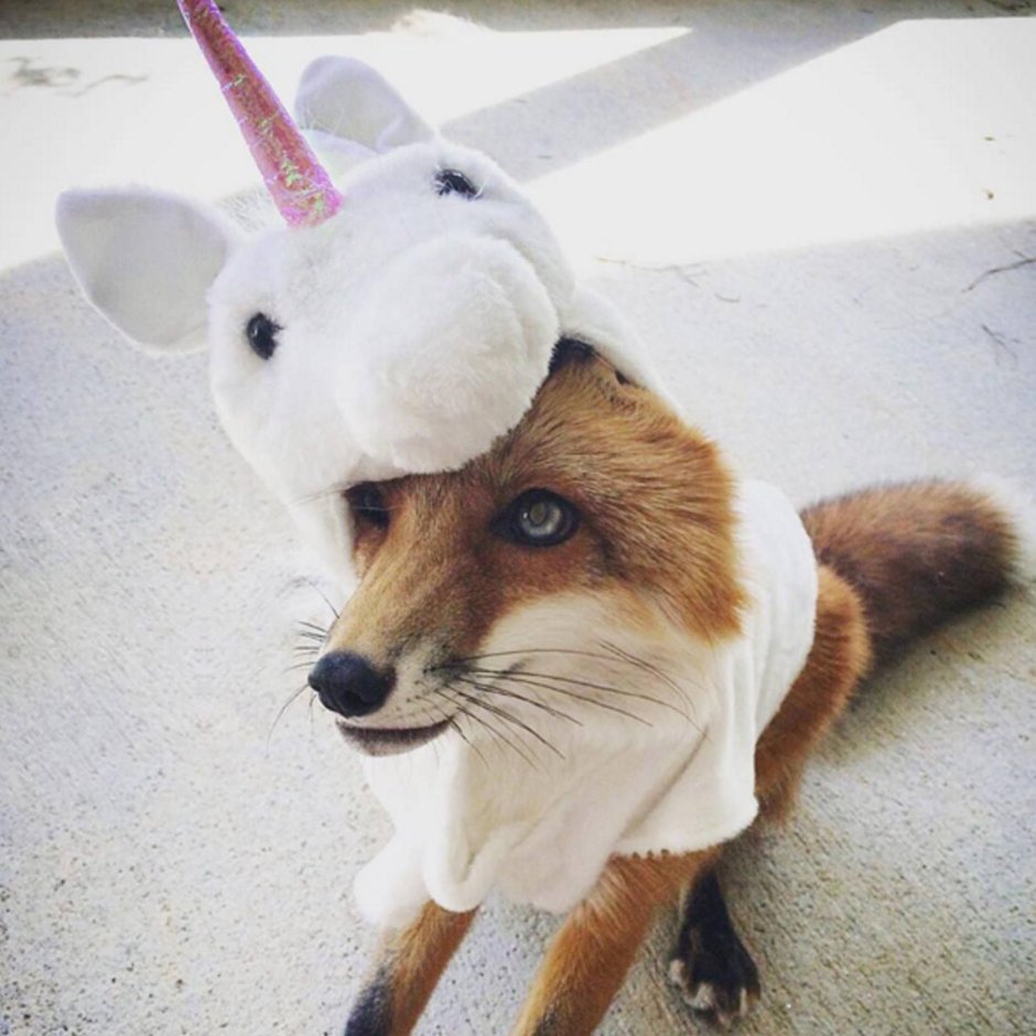 Фанни Фокс
