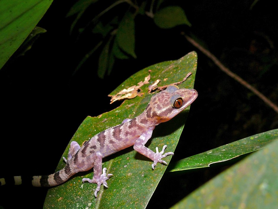 Hemidactylus turcicus
