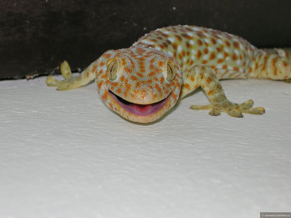 Gekko monarchus