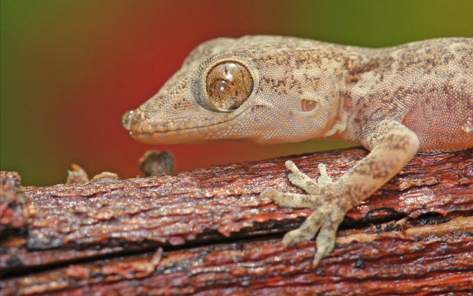 Gekko monarchus