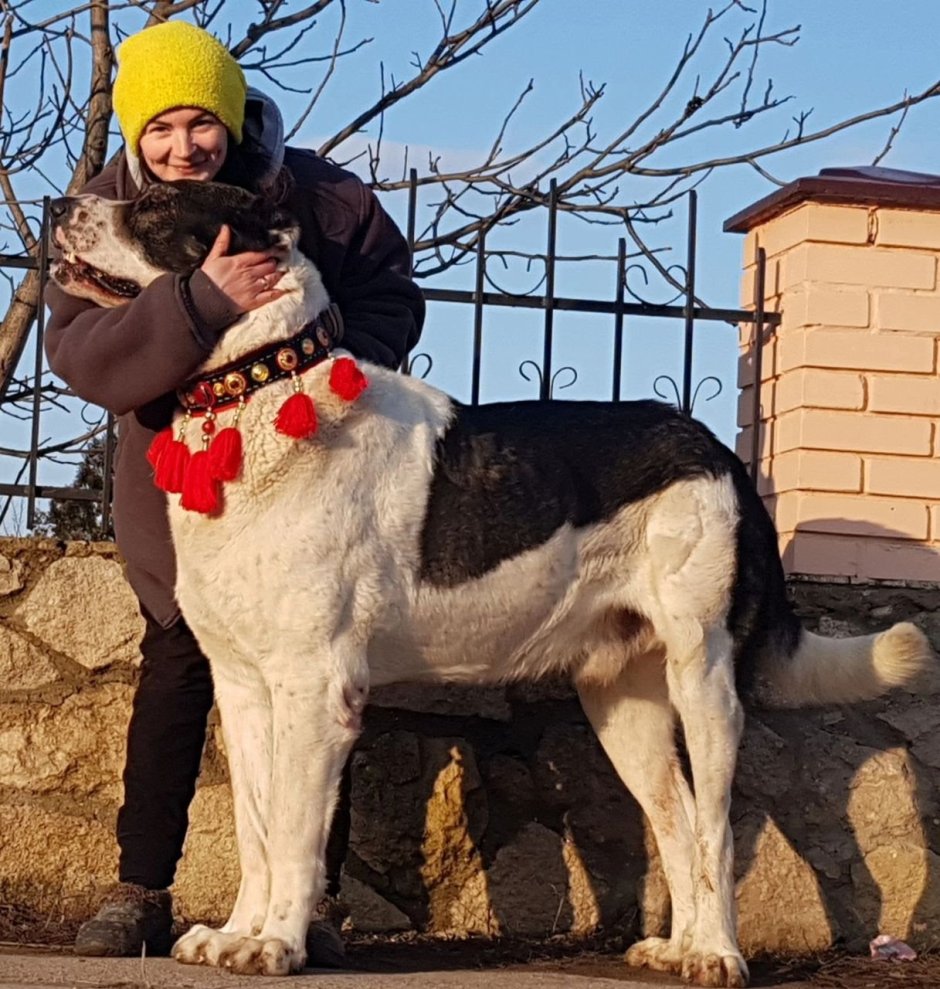 Кавказский волкодав