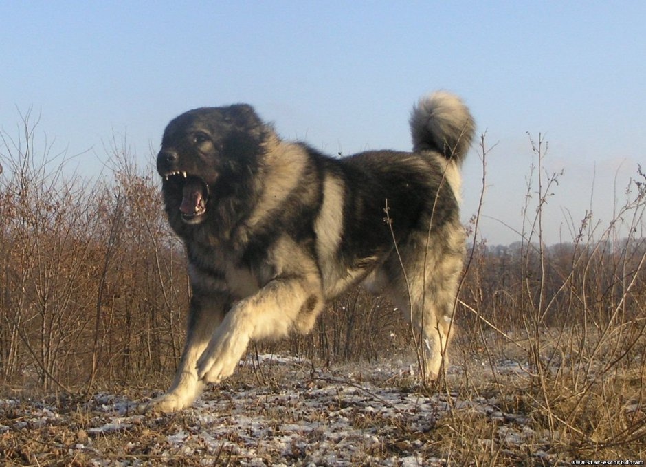 Осетинская овчарка