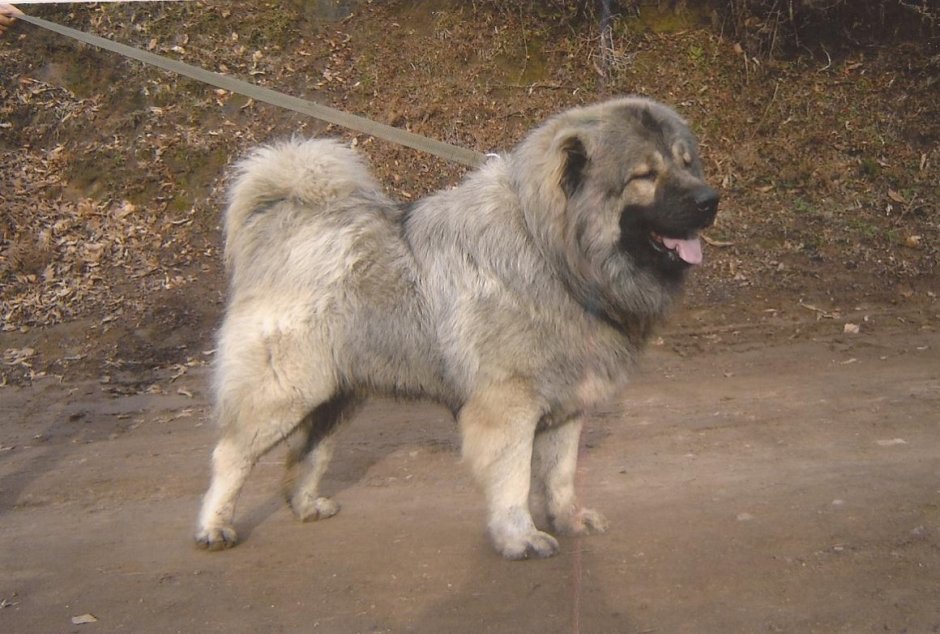 Гигантский волкособ Юки