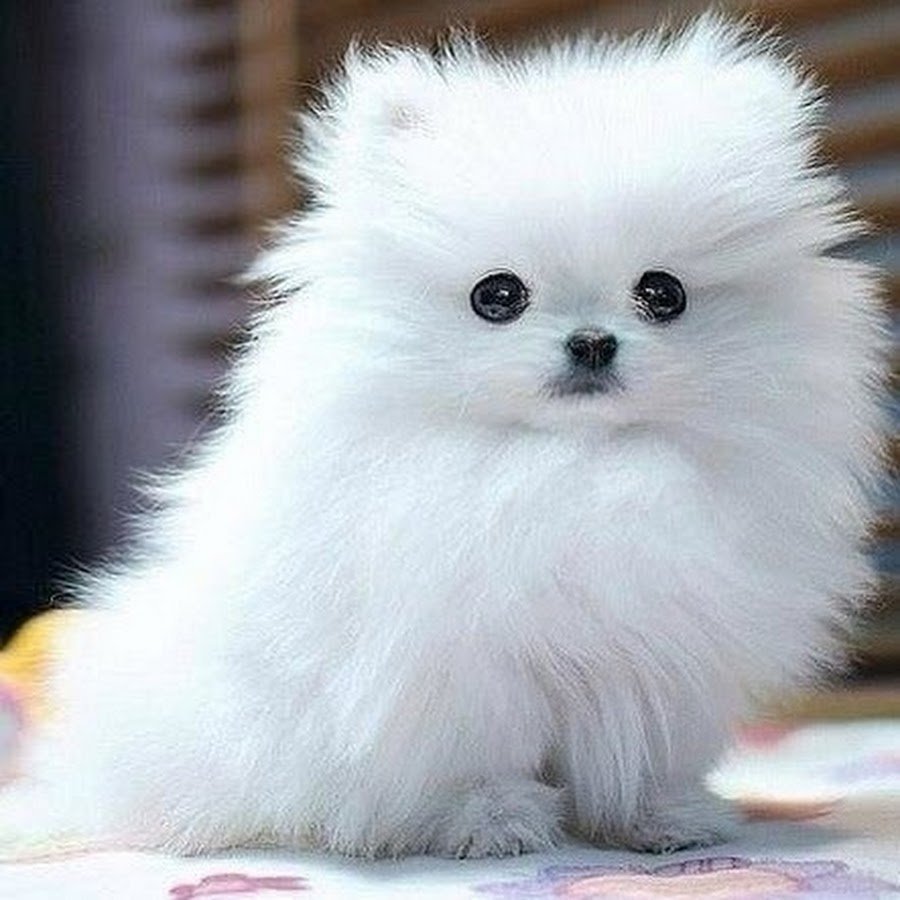 Белый померанский шпиц в кружке