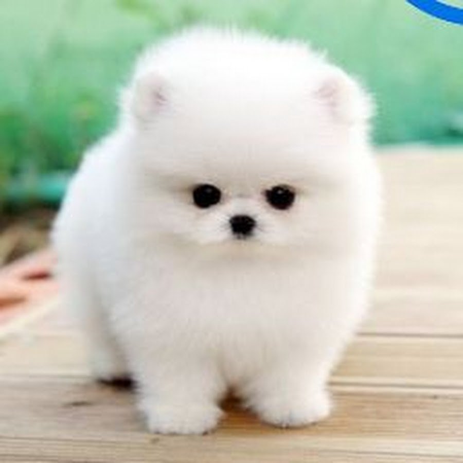 Бишон фризе