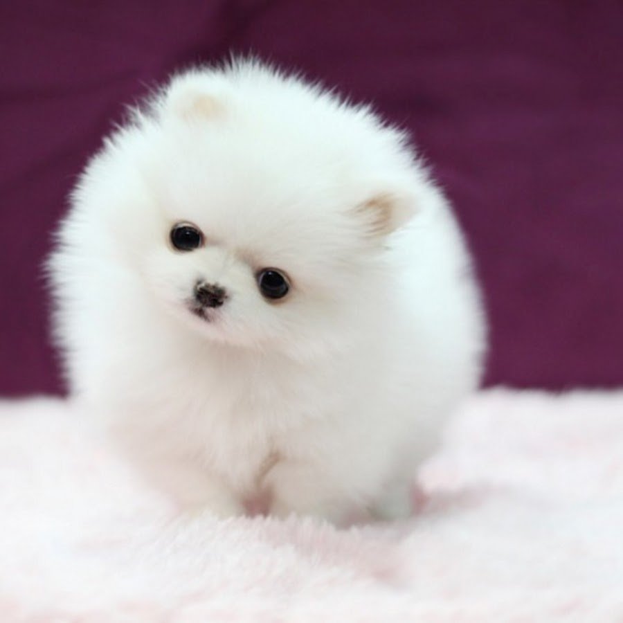 Шпиц померанский карликовый белый
