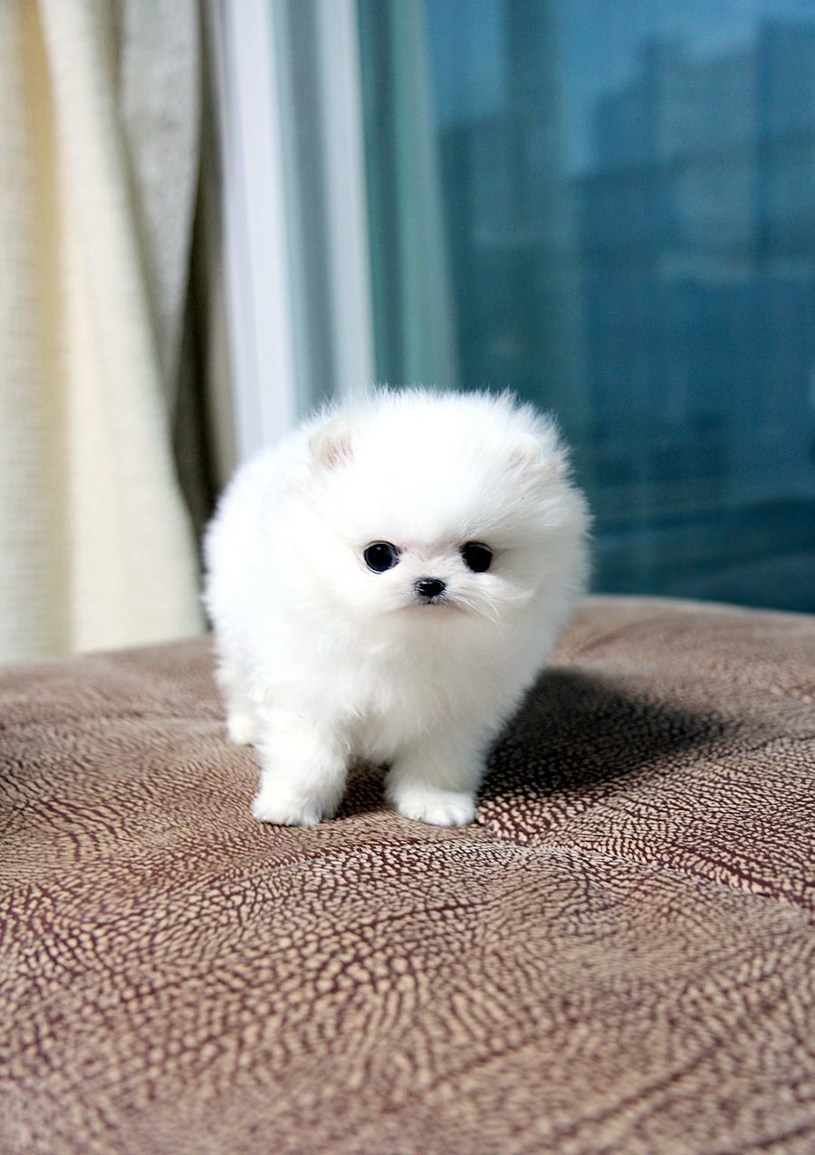 Померанский спецбелый