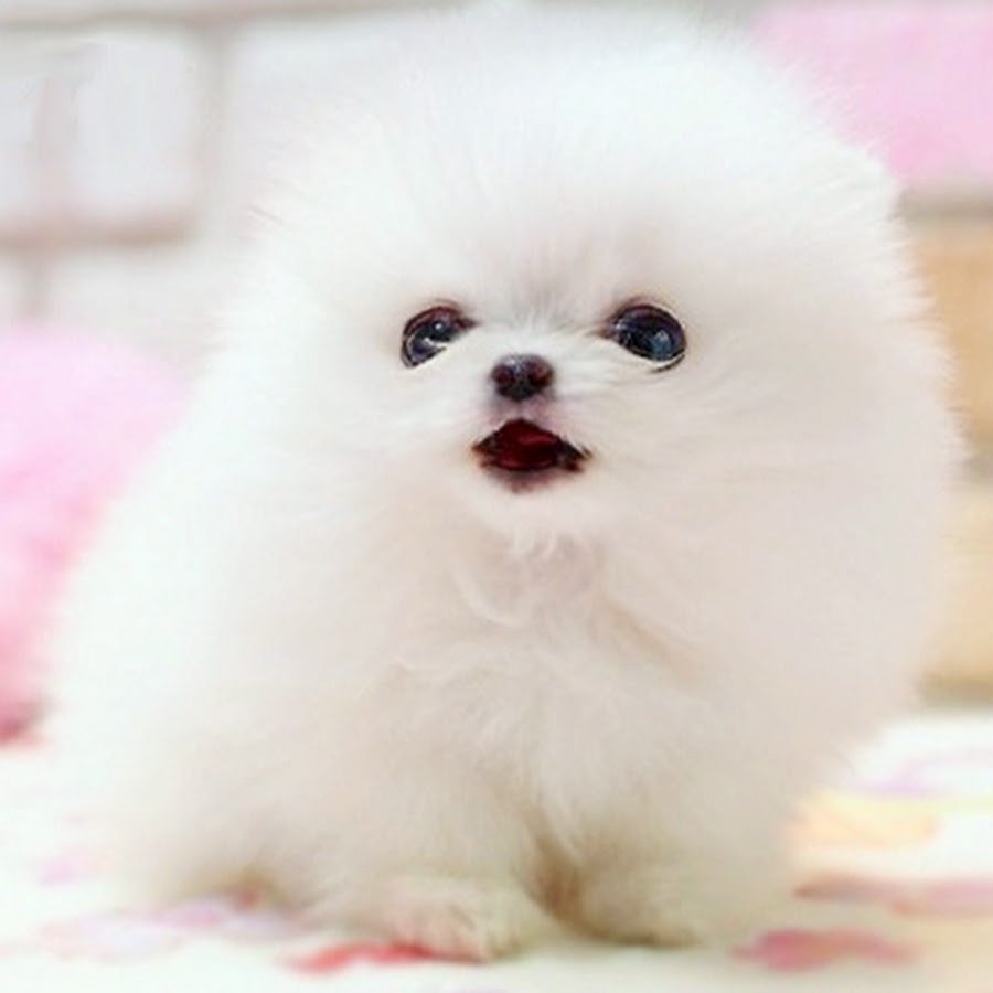 Шпиц белый щенок маленький