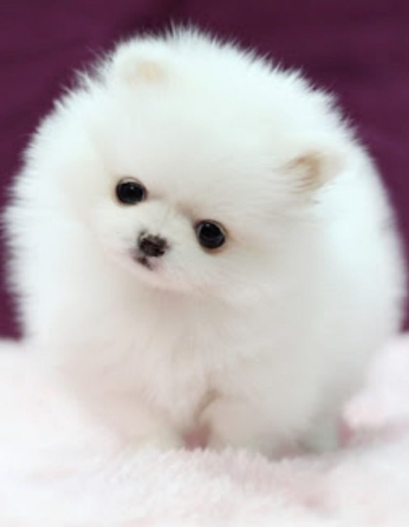 Собачка Мальтийская болонка