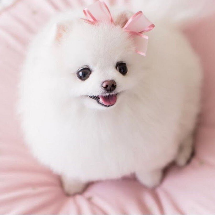 Померанский шпиц белый корейский