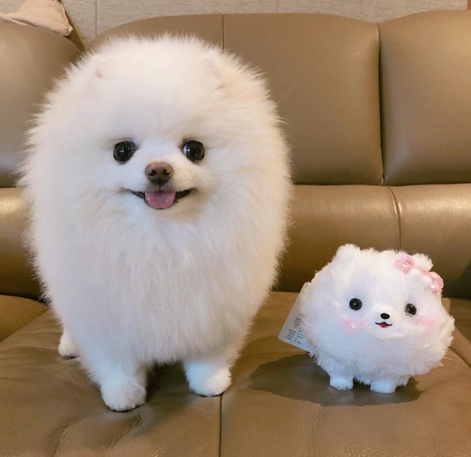 Померанский шпиц белый мини