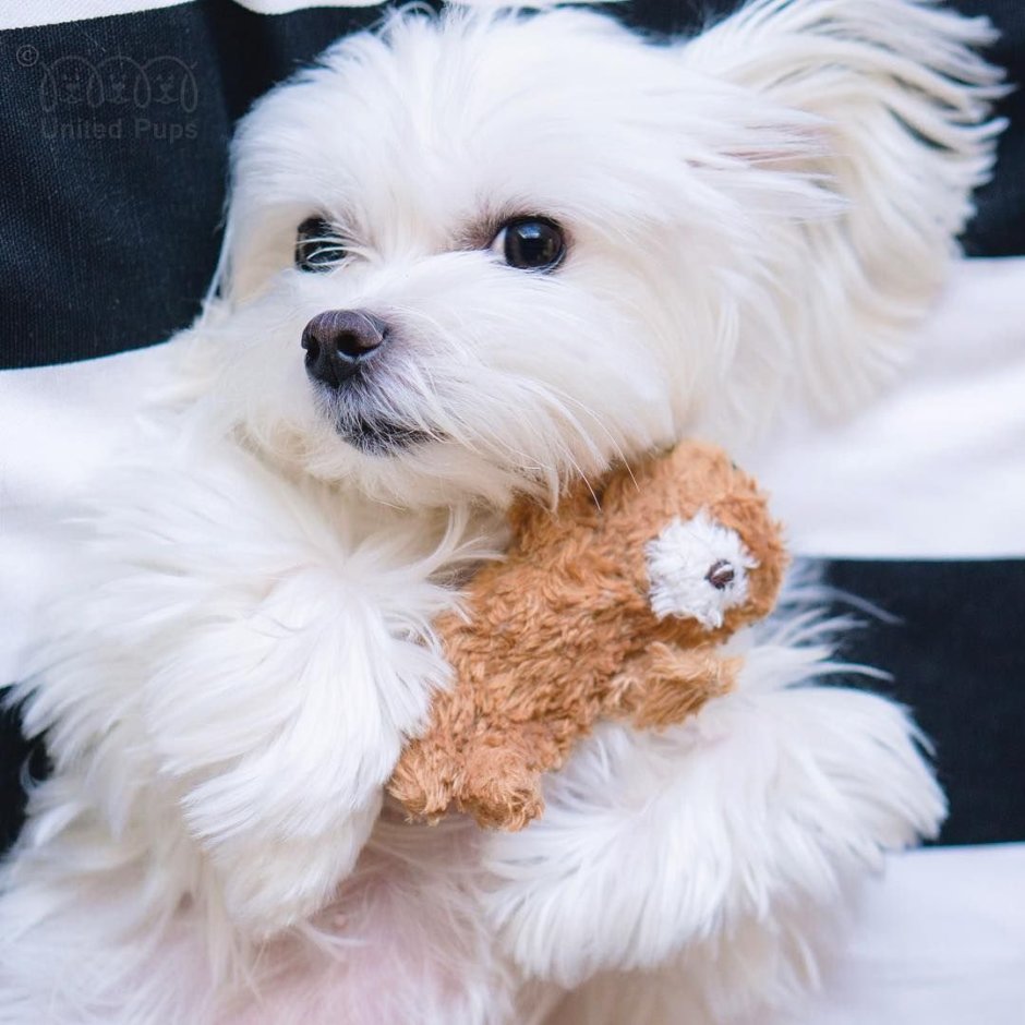 Померанский шпиц