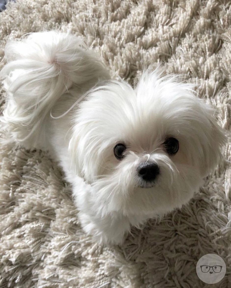 Шпиц померанский карликовый белый