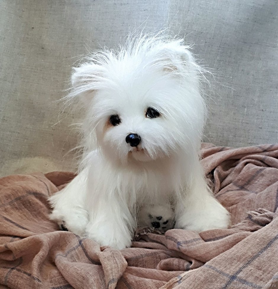 Милая белая собачка маленькая