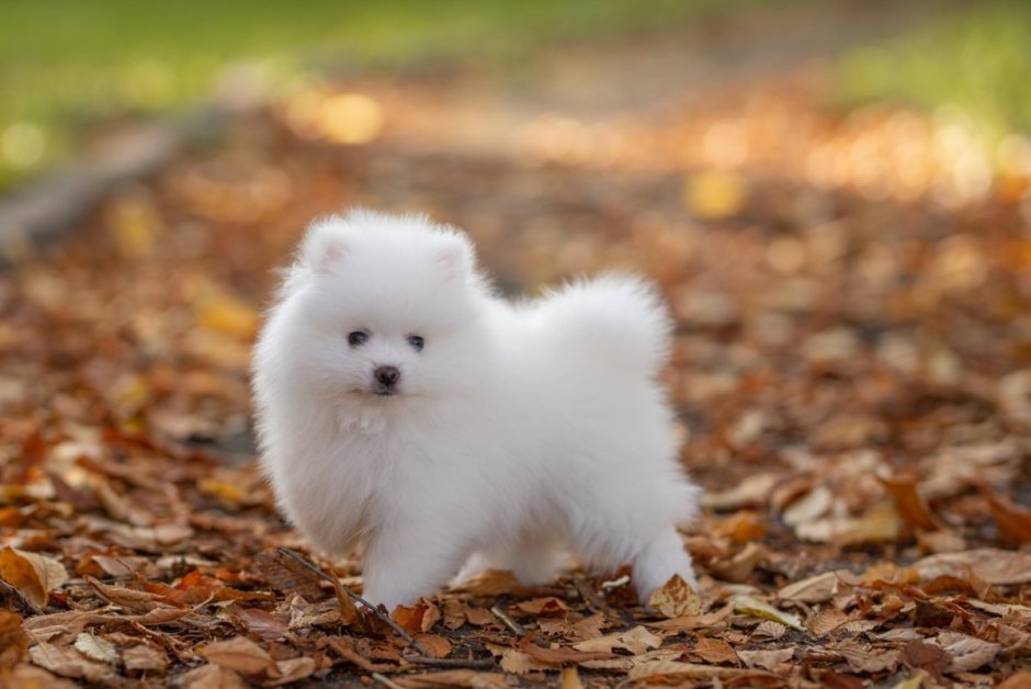 Teacup Pomeranian порода