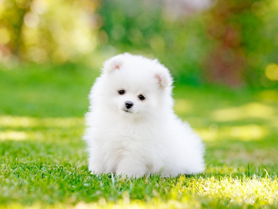 Тибетский самоед