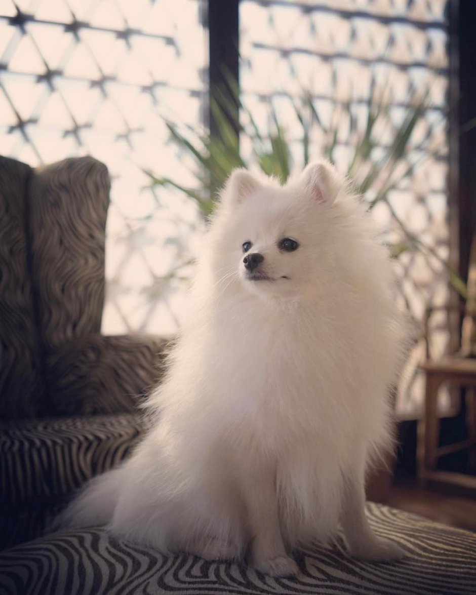 Шпиц померанский карликовый