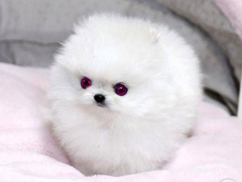 Шпиц флаффи