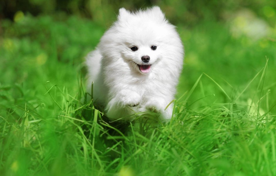 Арктический шпиц самоед