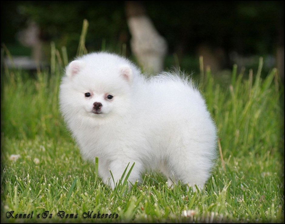 Карликовый шпиц флаффи